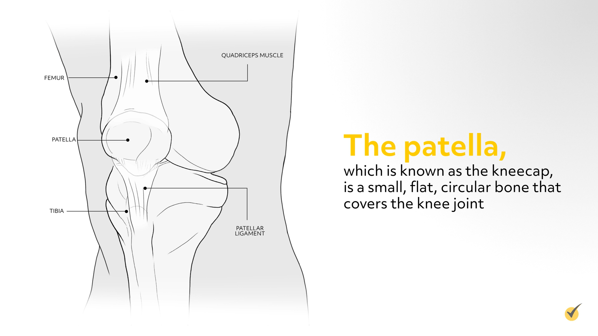 Image of the patella, also known as the kneecap. It is a small, flat, circular bone that covers the knee joint.