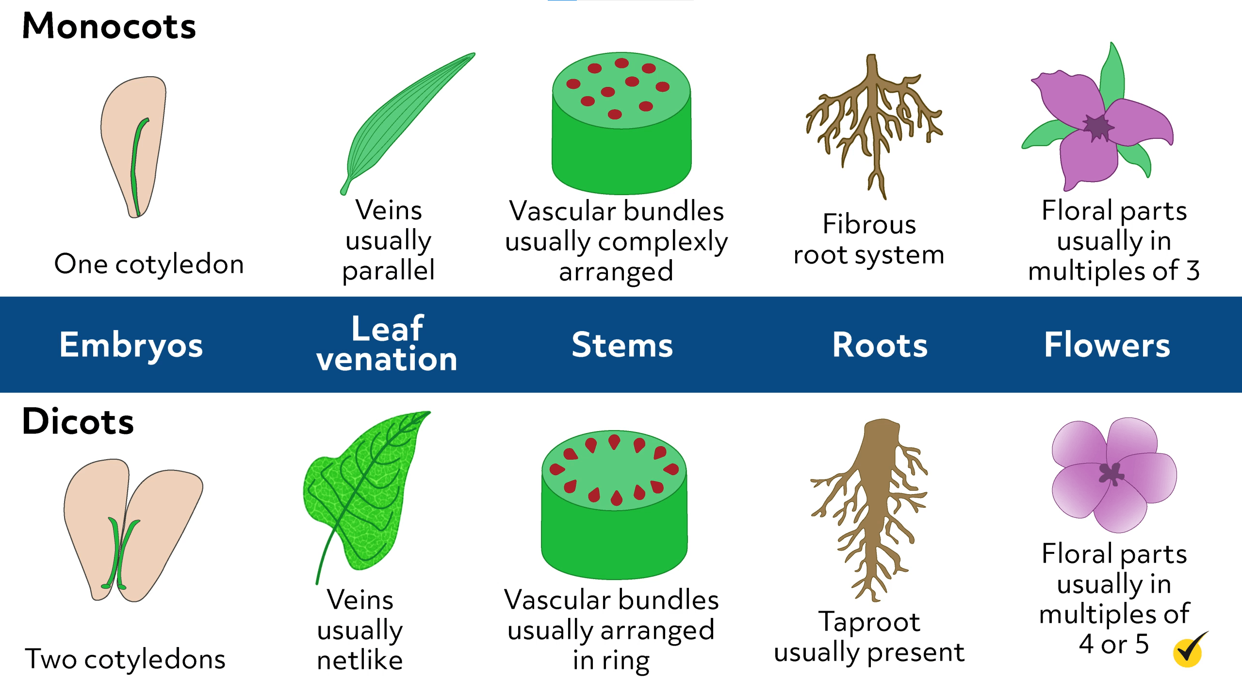 Image of the differences between monocots and dicots. 