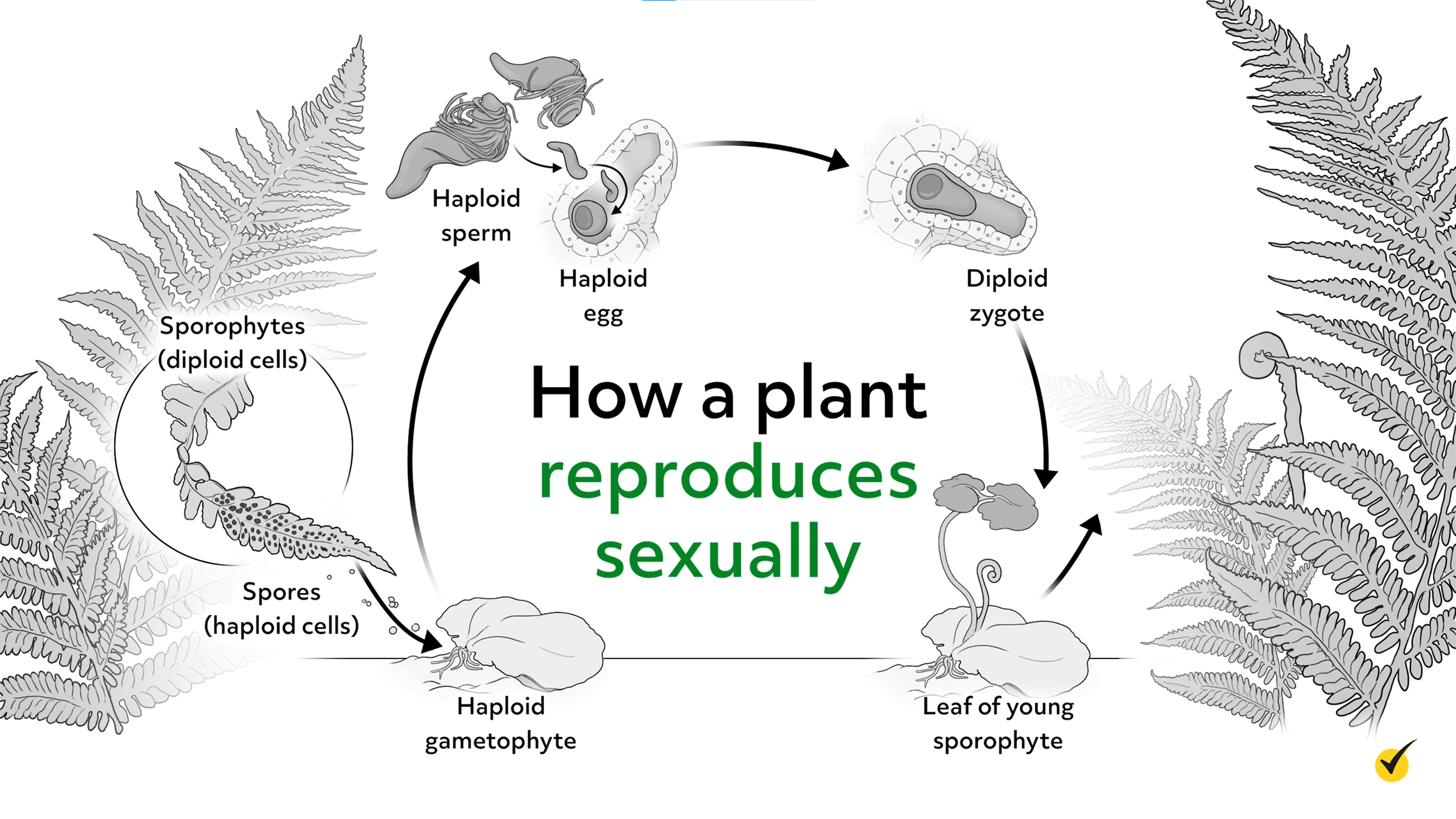 Diagram of how a plant reproduces sexually. 