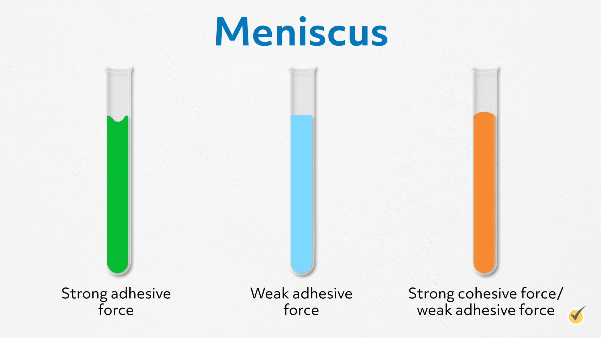 effect of adhesive force on meniscus