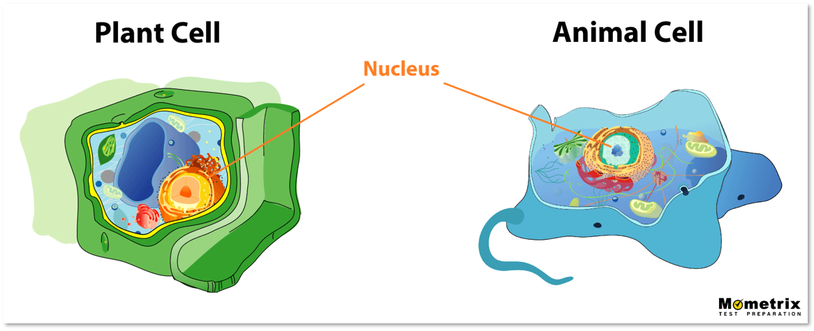 peroxisomes animal cell