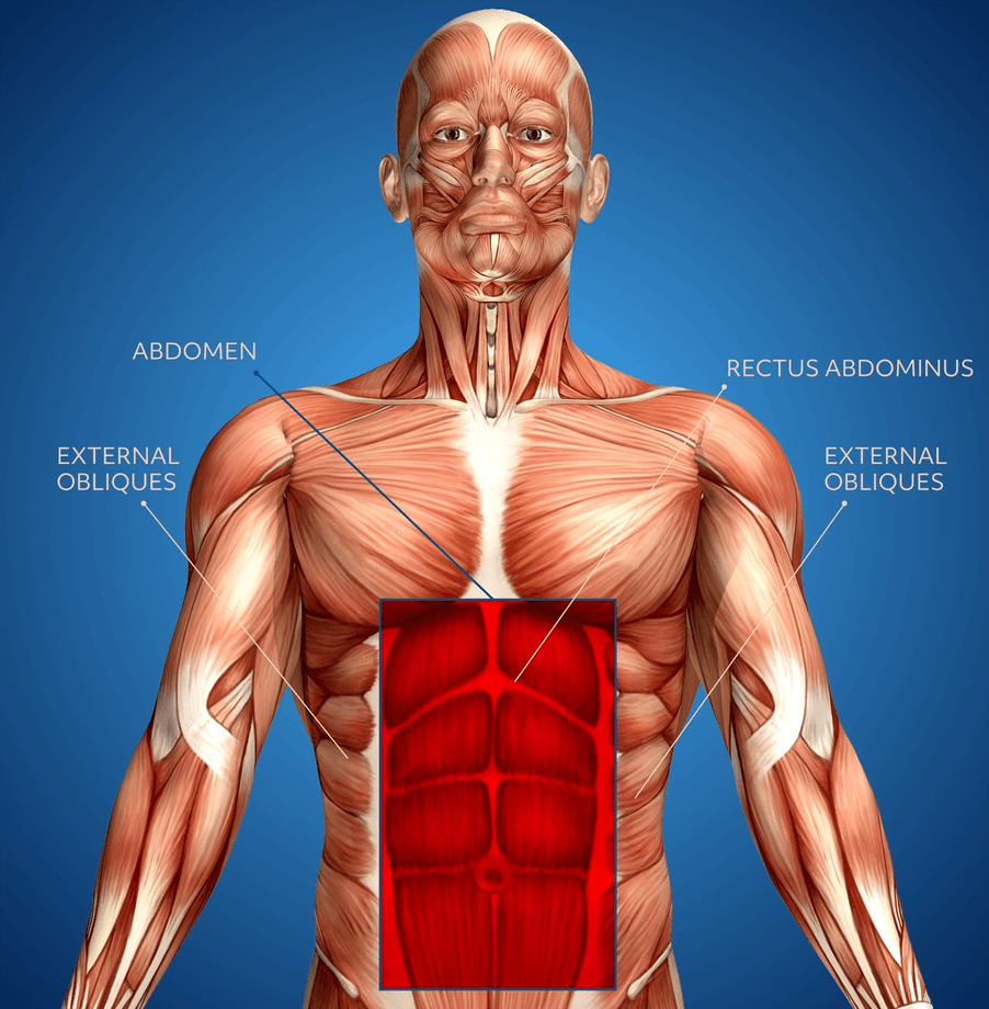 An illustration of the muscular system with the abdomen, rectus abdominus, and external obliques labeled.
