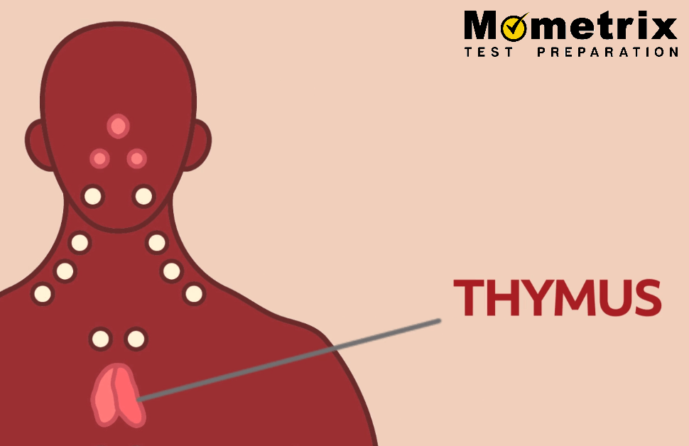 "The thymus is labeled on an illustration of the human body "
