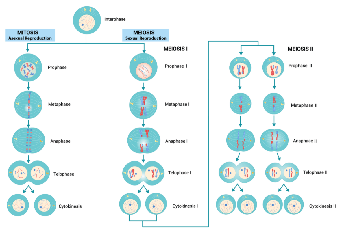 Diagram comparing mitosis and meiosis side by side