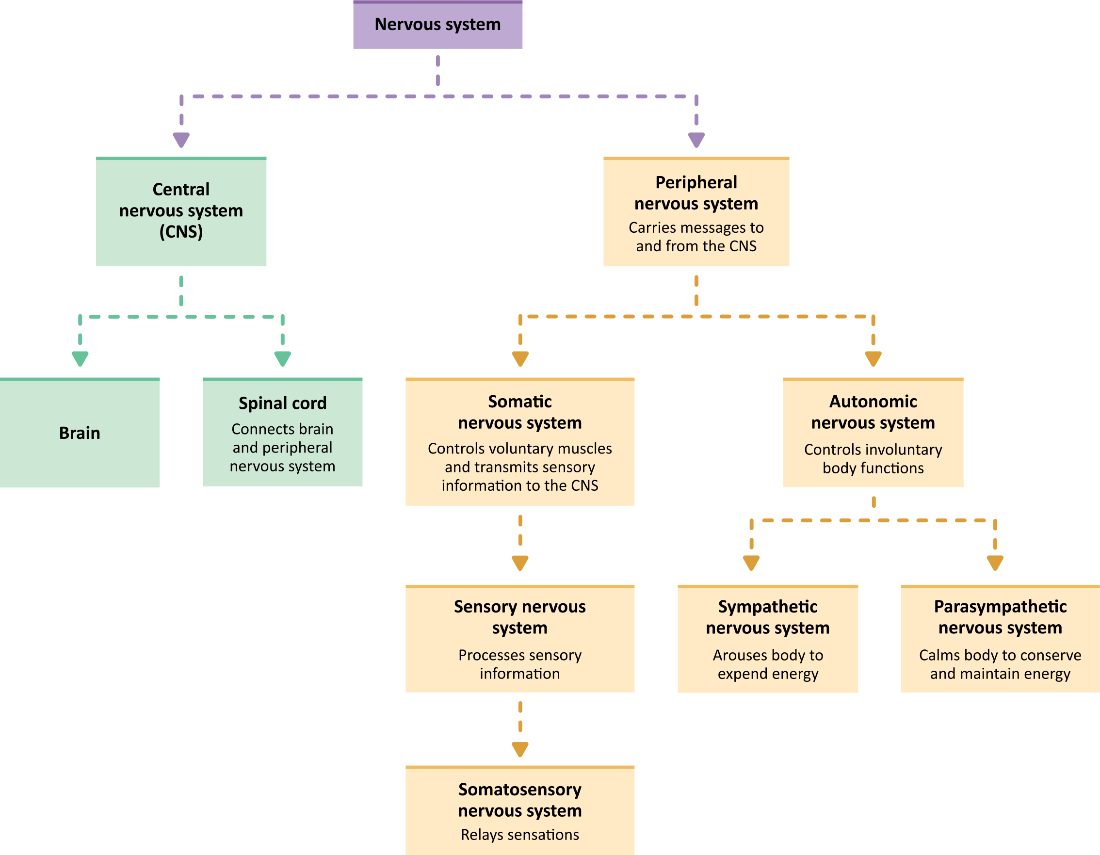 the autonomic nervous system includes