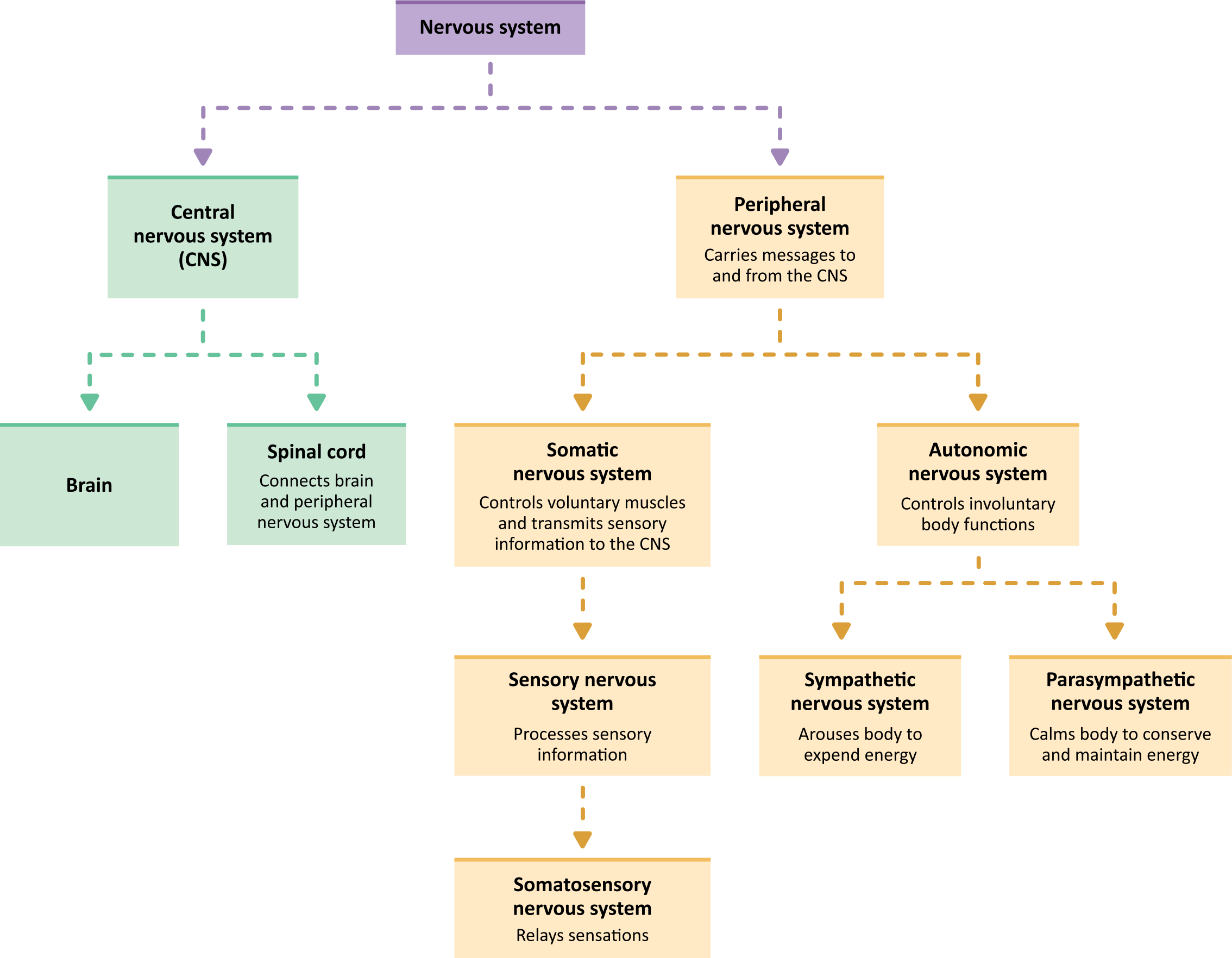 nervous system function