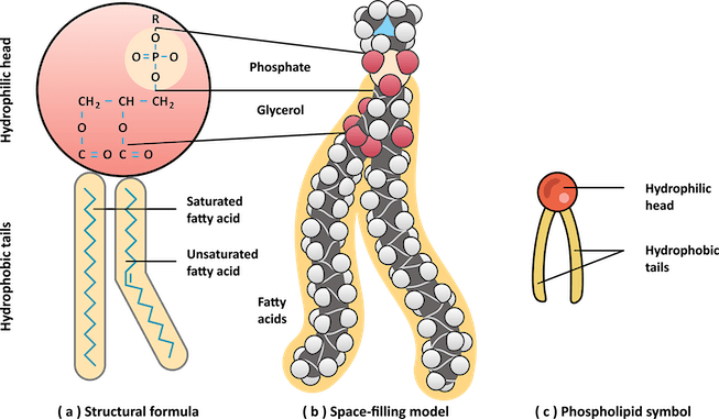 Different graphical representations of a phospholipid