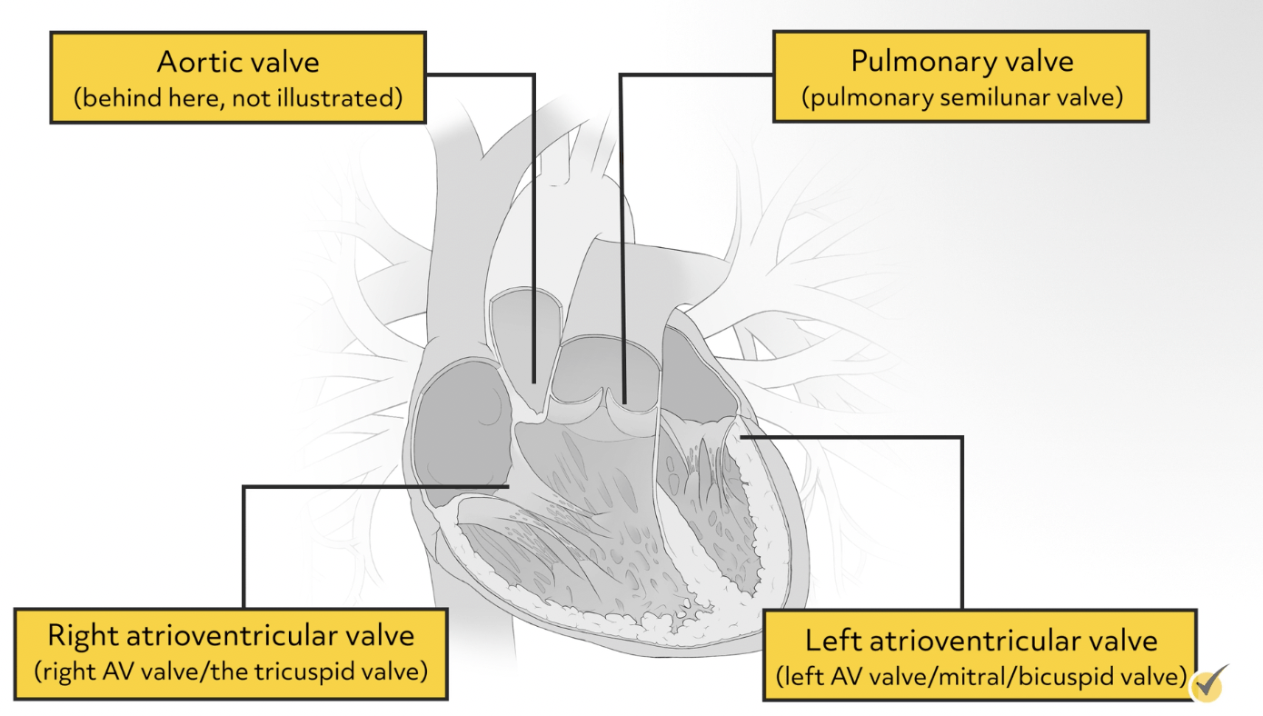 Main heart valves