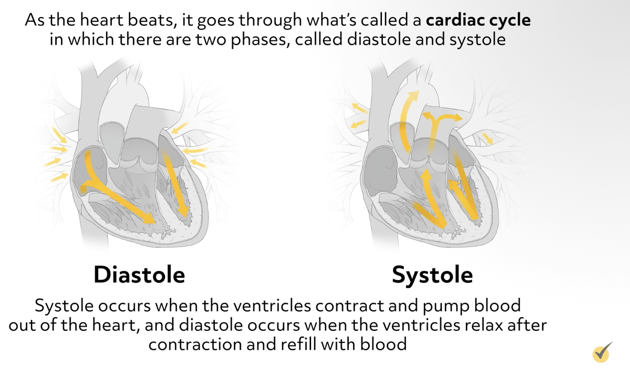 Diastole vs Systole