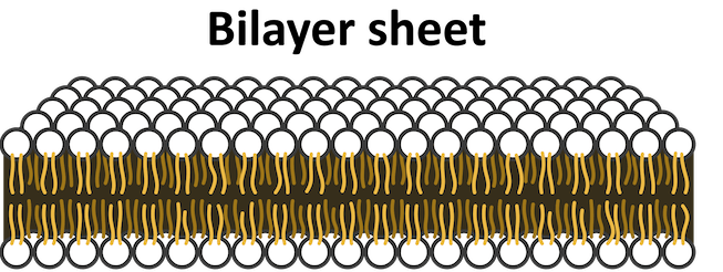 Phospholipid bilayer sheet representation