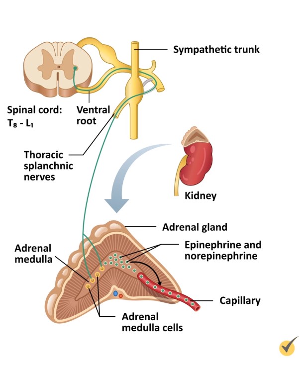 Autonomic Nervous System Spinal Cord
