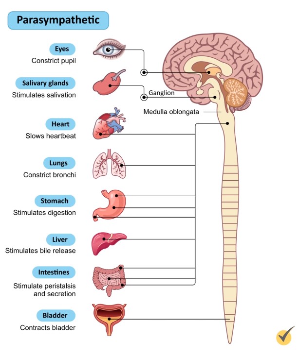 parasympathetic nervous system 