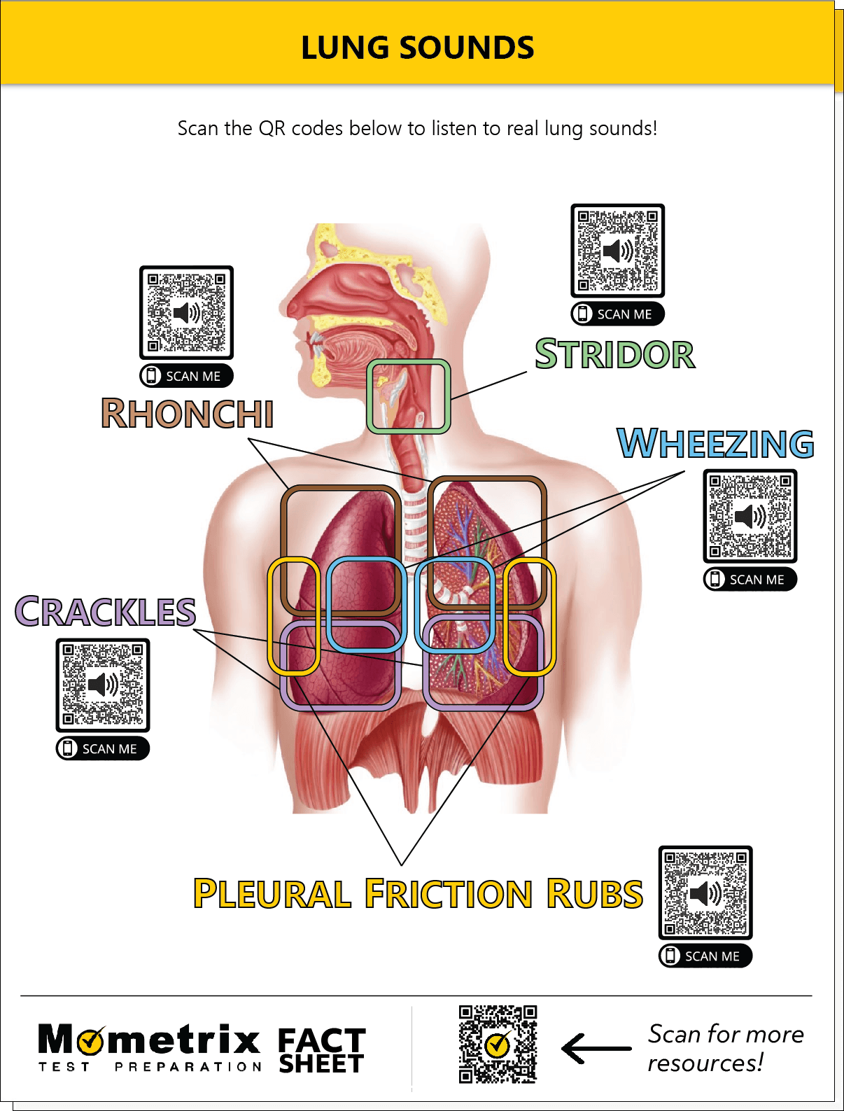 Diagram of lung sounds labeled with their corresponding QR codes to listen to examples: Rhonchi, Stridor, Wheezing, Crackles, Pleural Friction Rubs. Lungs are anatomically depicted in the center.