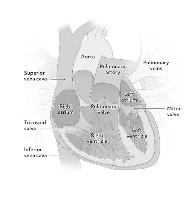 labeled human heart